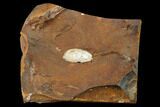 Unidentified Fossil Seed From North Dakota - Paleocene #145359-1